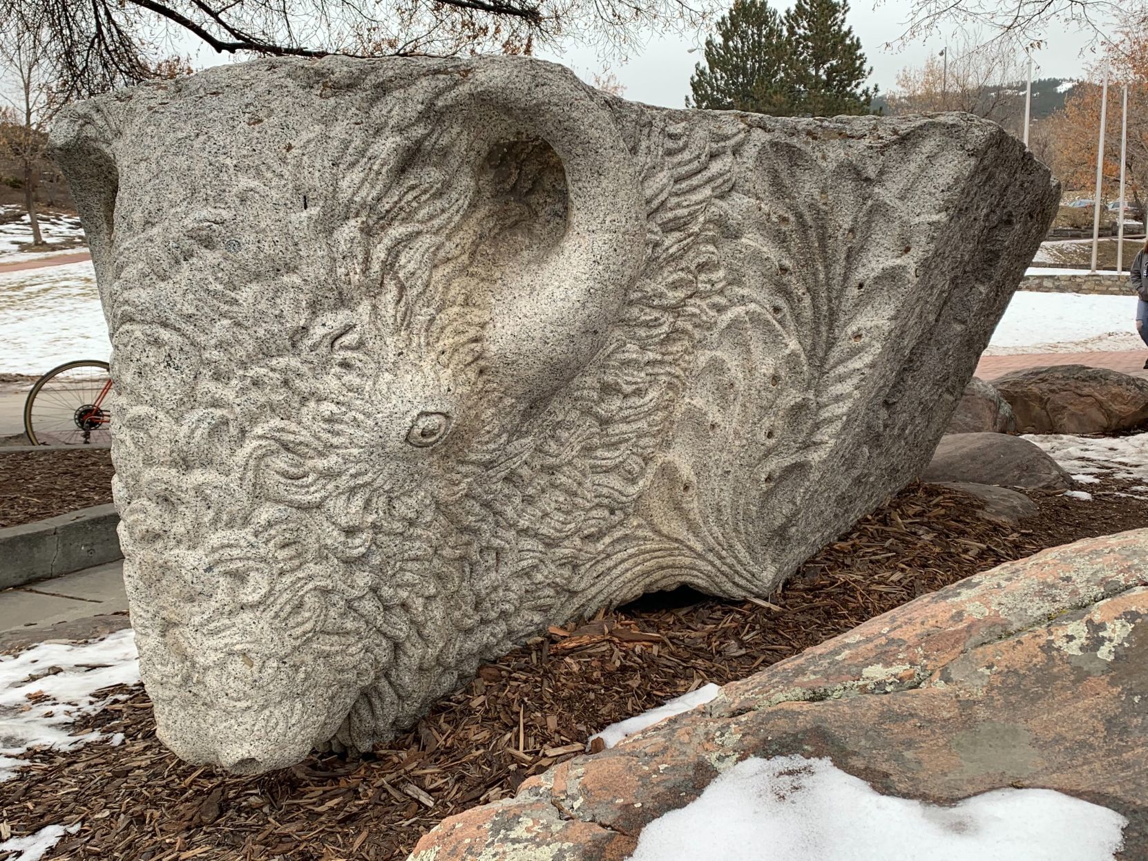 Library Bison